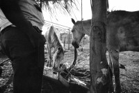 Image of sheet 19900380 photo 18: Zwei magere Pferde beim Fressen, Managua Nicaragua 1990.
farmer animal horse pony central america
schlechte Aufkleber an felix maise gerahmt aug 2017