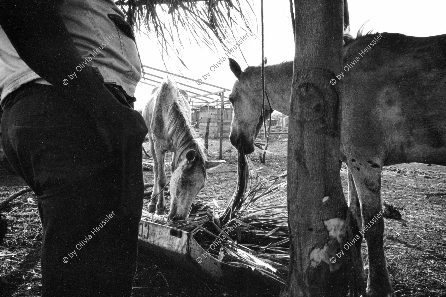 Image of sheet 19900380 photo 18: Zwei magere Pferde beim Fressen, Managua Nicaragua 1990.
farmer animal horse pony central america
schlechte Aufkleber an felix maise gerahmt aug 2017