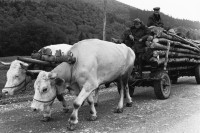 Image of sheet 19900470 photo 8: Die alten Sachsen sprechen noch Deutsch. Zwei alte Bauern transportieren auf ihrem Ochsenwagen Holz.
Rumänien Romania 1990 √