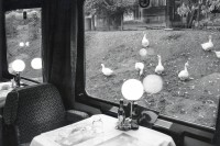 Image of sheet 19900840 photo 2: Goose near the train tracks at the freight station, Zurich
Postkarte Exhibition
Out of: From time to time  / VonZeitzuZeit
Exhibition: Ateliers Ouverts, Mulhouse 2018
Silvergelatine Print 39x85 signed
Exhibition Shadows and other Natures 
30 x 40 cm Vintage Silvergelatine print Framed PP Sammlung Christoph Schuler