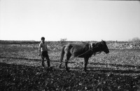Image of sheet 19901030 photo 19: Dr. Karaman leitet als Arzt den Menschenrechtsverein in Nusaybin. Atatürk wacht auch über ihn und den Knaben.Bei der weissen Quelle auf dem Weg nach Seyhmehmet.Bauern Frauen waschen grosse Bleche am Fluss. Eine Frau trägt einen Kanister auf der Schulter. Sie trägt einen Schlüssel am Rock, was besagt, dass sie die Herrin im Haus ist und oder den Schlüssel zum Paradies besitzt.Kindergruppe. Mann pflügt mit Pferd den Acker. Am Postbüro PTT in Midyat kleben politische Propaganda Plakate gegen die PKK. Ein Schulhof, mit Atatürk s Siluette. Drei Frauen. Kohl wird ausgeladen. Die Frau schleppt und der Mann lächelt. Turkish Kurdish Kurdistan Kurds