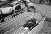 Image of sheet 19901060 photo 30: k