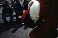 Image of sheet 19903003 photo 146: W