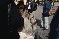 Image of sheet 19903003 photo 152: l