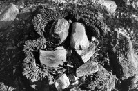 Image of sheet 19910010 photo 22: wood tree √
ohne Aufkleber Abzug von Lorenz Erismann