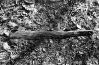 Image of sheet 19910010 photo 25: Stone wood √ nature track 
ohne Aufkleber Print von L. Erismann