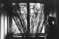 Image of sheet 19910100 photo 5: Erismannhof Portrait Elisabeth Schuler neben Papyrus Pflanze. 
Plant Cyperus papyrus (papyrus sedge, paper reed, Indian matting plant, Nile grass) is a species of aquatic flowering plant belonging to the sedge family Cyperaceae. It is a tender herbaceous perennial, native to Africa, and forms tall stands of reed-like swamp vegetation in shallow water.
Aussersihl Kreis vier 4 Zürich Schweiz Swiss Switzerland Europe  1991 Wohnen Siedlung 

© Olivia Heussler √

Im Bestand der Fotostiftung Schweiz 24 x 30 cm Baryt Vintage 1993.294 B.0226 MF signiert