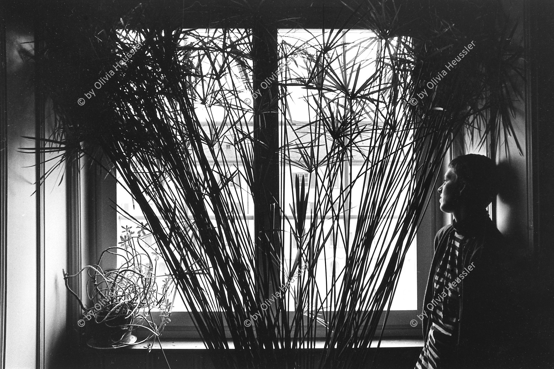 Image of sheet 19910100 photo 5: Erismannhof Portrait Elisabeth Schuler neben Papyrus Pflanze. 
Plant Cyperus papyrus (papyrus sedge, paper reed, Indian matting plant, Nile grass) is a species of aquatic flowering plant belonging to the sedge family Cyperaceae. It is a tender herbaceous perennial, native to Africa, and forms tall stands of reed-like swamp vegetation in shallow water.
Aussersihl Kreis vier 4 Zürich Schweiz Swiss Switzerland Europe  1991 Wohnen Siedlung 

© Olivia Heussler √

Im Bestand der Fotostiftung Schweiz 24 x 30 cm Baryt Vintage 1993.294 B.0226 MF signiert