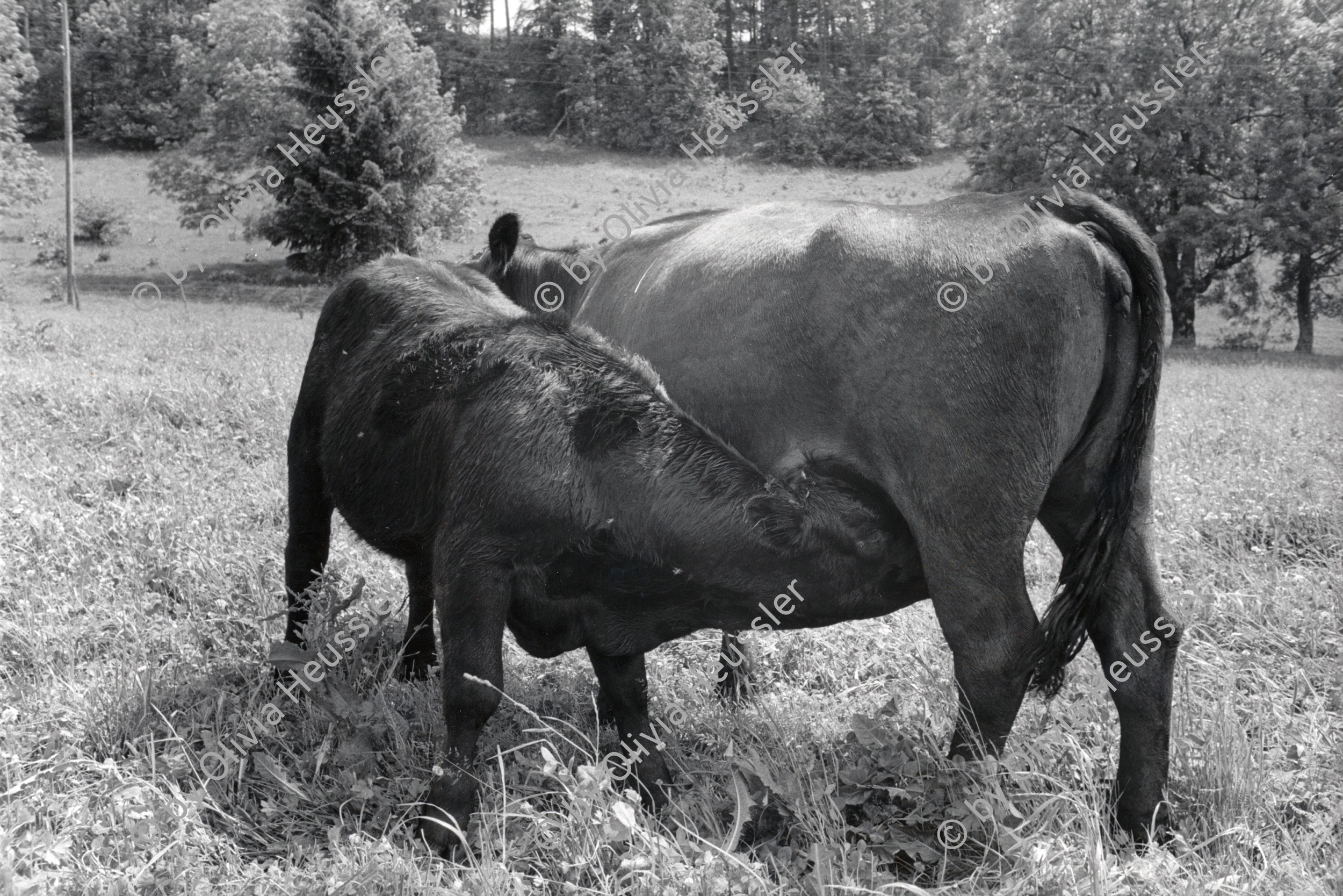 Image of sheet 19910450 photo 33: Bio Bauernhof Cerniévillers Rinder Kuh Kalb Muttertierhaltung Weide  Kanton Jura 1991 √