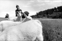 Image of sheet 19910460 photo 16: Bio Bauernhof Cerniévillers Lydia Wespi mit den Ziegen auf dem Hof und im Garten Muttertierhaltung Kanton Jura √
Mrs. Wespi is caressing her he goat who has got the luck to live in a nature related area. Together with the goats of the herd he goat Seppli ca spend most of his live outdoor and is a so called happy goat. The cheese of Happy goats has become a desired product in Swiss households as people are growing more critical to chemical supplements in food. 1991
Bio farming farmer Swiss Europe agriculture alternative 1991 Cerniévillers vacation center hotel tourism animal Jura Kanton Swiss Switzerland Suisse Wespi family biological farm