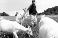 Image of sheet 19910460 photo 17: Lydia Wespi mit den Ziegen auf dem Biobauernhof in Cernievillers.Kanton Jura 06.91

Mrs. Wespi is caressing her he goat who has got the luck to live in a nature related area. Together with the goats of the herd he goat Seppli ca spend most of his live outdoor and is a so called happy goat. The cheese of Happy goats has become a desired product in Swiss households as people are growing more critical to chemical supplements in food.
Bio farming farmer Swiss Europe agriculture alternative 1991 Cerniévillers vacation center hotel tourism animal Jura Kanton Swiss Switzerland Suisse Wespi family biological farm √