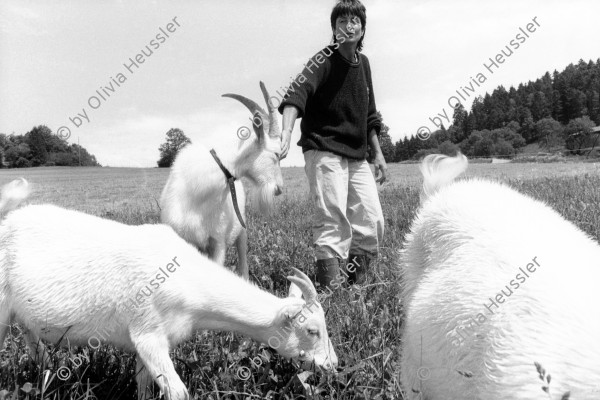 Image of sheet 19910460 photo 17: Lydia Wespi mit den Ziegen auf dem Biobauernhof in Cernievillers.Kanton Jura 06.91

Mrs. Wespi is caressing her he goat who has got the luck to live in a nature related area. Together with the goats of the herd he goat Seppli ca spend most of his live outdoor and is a so called happy goat. The cheese of Happy goats has become a desired product in Swiss households as people are growing more critical to chemical supplements in food.
Bio farming farmer Swiss Europe agriculture alternative 1991 Cerniévillers vacation center hotel tourism animal Jura Kanton Swiss Switzerland Suisse Wespi family biological farm √