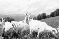 Image of sheet 19910460 photo 18: Bio Bauernhof Cerniévillers Lydia Wespi mit den Ziegen auf dem Hof und im Garten Muttertierhaltung Kanton Jura
Mrs. Wespi is caressing her he goat who has got the luck to live in a nature related area. Together with the goats of the herd he goat Seppli ca spend most of his live outdoor and is a so called happy goat. The cheese of Happy goats has become a desired product in Swiss households as people are growing more critical to chemical supplements in food. 1991