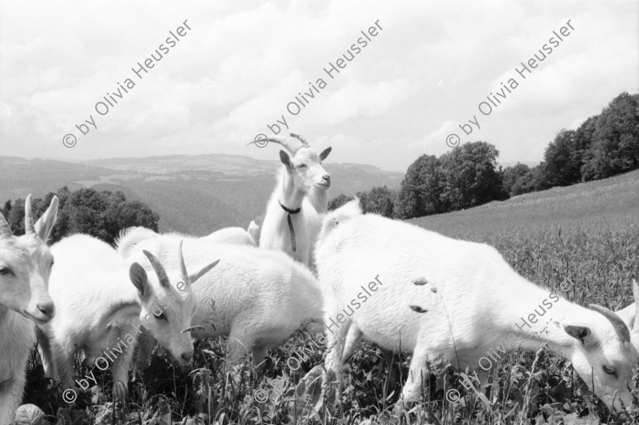 Image of sheet 19910460 photo 18: Bio Bauernhof Cerniévillers Lydia Wespi mit den Ziegen auf dem Hof und im Garten Muttertierhaltung Kanton Jura
Mrs. Wespi is caressing her he goat who has got the luck to live in a nature related area. Together with the goats of the herd he goat Seppli ca spend most of his live outdoor and is a so called happy goat. The cheese of Happy goats has become a desired product in Swiss households as people are growing more critical to chemical supplements in food. 1991