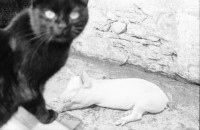 Image of sheet 19910460 photo 28: Bio Bauernhof Cerniévillers Lydia Wespi mit den Ziegen auf dem Hof und im Garten Muttertierhaltung Kanton Jura
Mrs. Wespi is caressing her he goat who has got the luck to live in a nature related area. Together with the goats of the herd he goat Seppli ca spend most of his live outdoor and is a so called happy goat. The cheese of Happy goats has become a desired product in Swiss households as people are growing more critical to chemical supplements in food. 1991