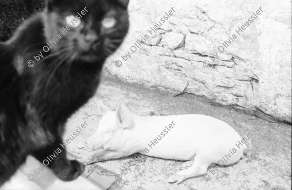 Image of sheet 19910460 photo 28: Bio Bauernhof Cerniévillers Lydia Wespi mit den Ziegen auf dem Hof und im Garten Muttertierhaltung Kanton Jura
Mrs. Wespi is caressing her he goat who has got the luck to live in a nature related area. Together with the goats of the herd he goat Seppli ca spend most of his live outdoor and is a so called happy goat. The cheese of Happy goats has become a desired product in Swiss households as people are growing more critical to chemical supplements in food. 1991