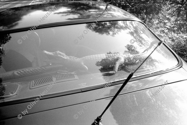 Image of sheet 19910570 photo 36: A stuffed alligator behind the car rear windscreen
europe Ticino Schweiz Switzerland Svizzera animal crocodile