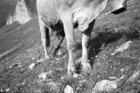 Image of sheet 19910580 photo 19: Milking cows in the Swiss Alps, Canton of Grison, Switzerland. 08.91 stone