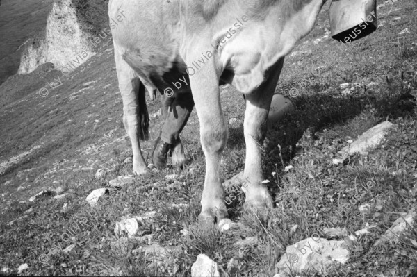 Image of sheet 19910580 photo 19: Milking cows in the Swiss Alps, Canton of Grison, Switzerland. 08.91 stone