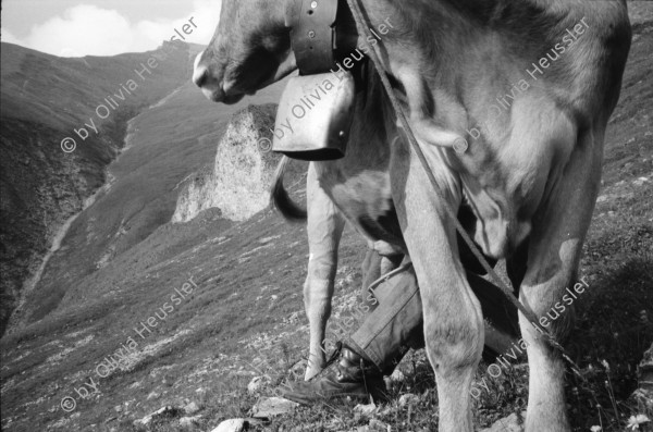 Image of sheet 19910580 photo 25: Graubünden 1991

Milking cows in the Swiss Alps, Canton of Grison, Switzerland. 08.91 stone