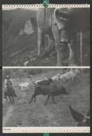 Image of sheet 19910580 photo 26: © 1991, Olivia Heussler / www.clic.li
Mann beim Kuhmelken Melken Kuh Spucke 'Spoiz' auf der Alp. Vals Schweiz 08.91
Alp Grava Kanton Graubünden 1991 √

Cow milking milk Mountain Region Swiss Alps, Canton of Grison, Switzerland. 08.91

RC zurück von Libération, Paris 2015

Schuler Auktion 2018
19910580_26

Alp, Switzerland 1991

Vintage Gelatin silver print. 2./4.
Signature; signed, titled and dated by artist.

calendar