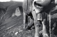 Image of sheet 19910580 photo 26: Postkarte
RC zurück von Libération, Paris 2015

Schuler Auktion 2018
19910580_26

Alp, Switzerland 1991

Vintage Gelatin silver print. 2./4.
Signature; signed, titled and dated by artist.
Exhibition Shadows and other Natures
Kunst fürs Kanzlei 5.4.1991 Versteigerung Uhr
an: Bibiane Egg, Höschgasse 33 8008 Zürich