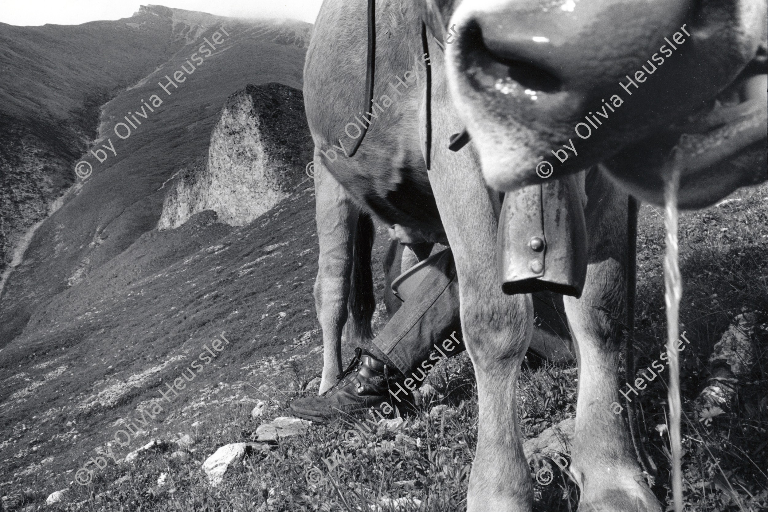 Image of sheet 19910580 photo 26: Postkarte
RC zurück von Libération, Paris 2015

Schuler Auktion 2018
19910580_26

Alp, Switzerland 1991

Vintage Gelatin silver print. 2./4.
Signature; signed, titled and dated by artist.
Exhibition Shadows and other Natures
Kunst fürs Kanzlei 5.4.1991 Versteigerung Uhr
an: Bibiane Egg, Höschgasse 33 8008 Zürich