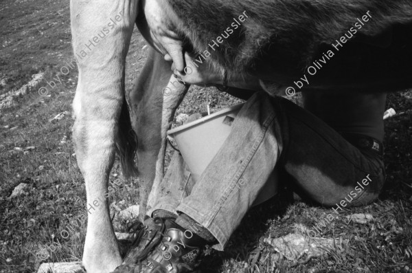 Image of sheet 19910580 photo 30: Milking cows in the Swiss Alps, Canton of Grison, Switzerland. 08.91 stone