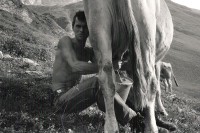 Image of sheet 19910580 photo 37: Kuh melken Alp Grava Graubünden. geifern geifert Kanton Graubünden 1991 Schweiz Alpwirtschaft Milch Tier animal 

Milking cows in the Swiss Alps, Canton of Grison, Switzerland. 08.91 
print back by Libération, 2015 Paris