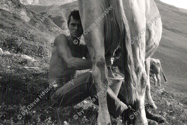 Image of sheet 19910580 photo 37: Kuh melken Alp Grava Graubünden. geifern geifert Kanton Graubünden 1991 Schweiz Alpwirtschaft Milch Tier animal 

Milking cows in the Swiss Alps, Canton of Grison, Switzerland. 08.91 
print back by Libération, 2015 Paris