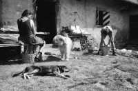 Image of sheet 19910600 photo 25: frtsg. 910610 Jürg Bernhard beim Käsen. Alp Grava Surselva Graubünden. Wäsche im Eimer vor der Hütte. Negro der Hirtenhund Jürg Bernhard nimmt ein kühles Bad im Brunnen. Feldstecher Spiegel steht auf dem Tisch. Miklos Magosch  (31.10.1946 - 25.5.2012) liegt unter Sonnenschirm vor der Hütte. 1991 swiss alps schweiz Switzerland milk cheese production