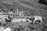 Image of sheet 19910610 photo 1: Schweinehaltung bei Flo Martin Bienerth Käserei Andeer Weltmeister und Gina und Urs auf der Alp Rischuna Surselva Valsertal Graubünden. Die Schweine können frei herumlaufen. Tragen aber Klammern in der Schnautze, damit sie nicht die Weide umpflügen. Ziegenkäse liegen auf dem Brett. Die Schweine rennen mir entgegen. Wäsche. Ein Kuhfuss wird von Gina geheilt. Kanton graubünden 1991