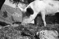 Image of sheet 19910610 photo 12: Schweinehaltung bei Flo Martin Bienerth Käserei Andeer Weltmeister und Gina und Urs auf der Alp Rischuna Surselva Valsertal Graubünden. Die Schweine können frei herumlaufen. Tragen aber Klammern in der Schnautze, damit sie nicht die Weide umpflügen. Ziegenkäse liegen auf dem Brett. Die Schweine rennen mir entgegen. Wäsche. Ein Kuhfuss wird von Gina geheilt. Kanton graubünden 1991