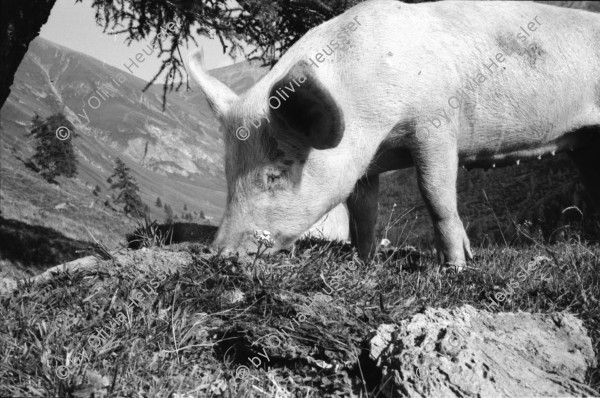 Image of sheet 19910610 photo 12: Schweinehaltung bei Flo Martin Bienerth Käserei Andeer Weltmeister und Gina und Urs auf der Alp Rischuna Surselva Valsertal Graubünden. Die Schweine können frei herumlaufen. Tragen aber Klammern in der Schnautze, damit sie nicht die Weide umpflügen. Ziegenkäse liegen auf dem Brett. Die Schweine rennen mir entgegen. Wäsche. Ein Kuhfuss wird von Gina geheilt. Kanton graubünden 1991