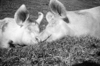 Image of sheet 19910610 photo 14: Schweinehaltung bei Flo Martin Bienerth Käserei Andeer Weltmeister und Gina und Urs auf der Alp Rischuna Surselva Valsertal Graubünden. Die Schweine können frei herumlaufen. Tragen aber Klammern in der Schnautze, damit sie nicht die Weide umpflügen.