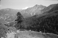 Image of sheet 19910610 photo 24: Schweinehaltung bei Flo Martin Bienerth Käserei Andeer Weltmeister und Gina und Urs auf der Alp Rischuna Surselva Valsertal Graubünden. Die Schweine können frei herumlaufen. Tragen aber Klammern in der Schnautze, damit sie nicht die Weide umpflügen. Ziegenkäse liegen auf dem Brett. Die Schweine rennen mir entgegen. Wäsche. Ein Kuhfuss wird von Gina geheilt. Kanton graubünden 1991