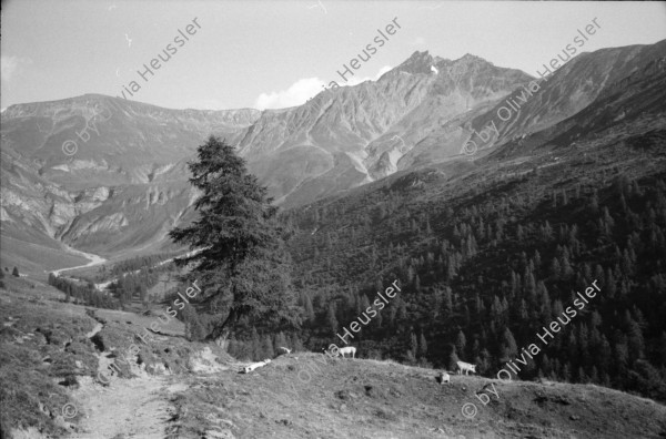 Image of sheet 19910610 photo 24: Schweinehaltung bei Flo Martin Bienerth Käserei Andeer Weltmeister und Gina und Urs auf der Alp Rischuna Surselva Valsertal Graubünden. Die Schweine können frei herumlaufen. Tragen aber Klammern in der Schnautze, damit sie nicht die Weide umpflügen. Ziegenkäse liegen auf dem Brett. Die Schweine rennen mir entgegen. Wäsche. Ein Kuhfuss wird von Gina geheilt. Kanton graubünden 1991