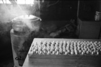 Image of sheet 19910610 photo 26: Ziegenkäse liegen auf einem Brett.