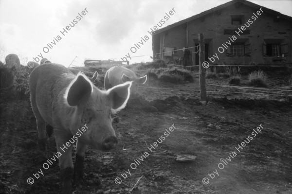 Image of sheet 19910610 photo 27: Schweinehaltung bei Flo Martin Bienerth Käserei Andeer Weltmeister und Gina und Urs auf der Alp Rischuna Surselva Valsertal Graubünden. Die Schweine können frei herumlaufen. Tragen aber Klammern in der Schnautze, damit sie nicht die Weide umpflügen. Ziegenkäse liegen auf dem Brett. Die Schweine rennen mir entgegen. Wäsche. Ein Kuhfuss wird von Gina geheilt. Kanton graubünden 1991