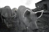 Image of sheet 19910610 photo 28: alps mountain farm Europe Schweiz Svizzera place swiss traditional farming biological animal pig Freiland Grisons Alps