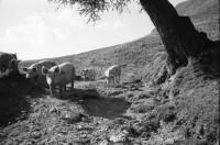 Image of sheet 19910610 photo 4: Kanton graubünden 1991