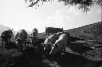 Image of sheet 19910610 photo 5: Schweinehaltung