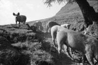 Image of sheet 19910610 photo 6: Schweinehaltung bei Flo Martin Bienerth Käserei Andeer Weltmeister und Gina und Urs auf der Alp Rischuna Surselva Valsertal Graubünden. Die Schweine können frei herumlaufen. Tragen aber Klammern in der Schnautze, damit sie nicht die Weide umpflügen. Ziegenkäse liegen auf dem Brett. Die Schweine rennen mir entgegen. Wäsche. Ein Kuhfuss wird von Gina geheilt. Kanton graubünden 1991