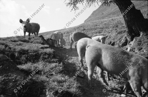 Image of sheet 19910610 photo 6: Schweinehaltung bei Flo Martin Bienerth Käserei Andeer Weltmeister und Gina und Urs auf der Alp Rischuna Surselva Valsertal Graubünden. Die Schweine können frei herumlaufen. Tragen aber Klammern in der Schnautze, damit sie nicht die Weide umpflügen. Ziegenkäse liegen auf dem Brett. Die Schweine rennen mir entgegen. Wäsche. Ein Kuhfuss wird von Gina geheilt. Kanton graubünden 1991