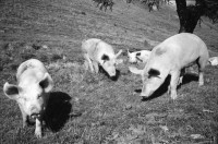 Image of sheet 19910610 photo 8: Schweinehaltung bei Flo Martin Bienerth Käserei Andeer Weltmeister und Gina und Urs auf der Alp Rischuna Surselva Valsertal Graubünden. Die Schweine können frei herumlaufen. Tragen aber Klammern in der Schnautze, damit sie nicht die Weide umpflügen. Ziegenkäse liegen auf dem Brett. Die Schweine rennen mir entgegen. Wäsche. Ein Kuhfuss wird von Gina geheilt. Kanton graubünden 1991