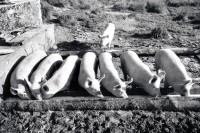 Image of sheet 19910620 photo 12: N