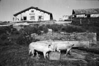 Image of sheet 19910620 photo 14: alp farming bio Switzerland alps mountain farm cheese Europe Schweiz Svizzera fyer place swiss traditional farming biological pigs animal feeding food scot