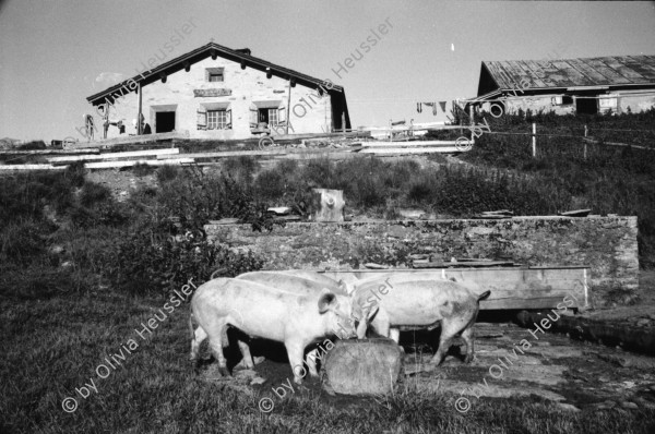 Image of sheet 19910620 photo 14: alp farming bio Switzerland alps mountain farm cheese Europe Schweiz Svizzera fyer place swiss traditional farming biological pigs animal feeding food scot