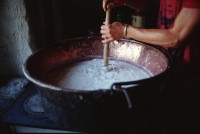 Image of sheet 19910630 photo 30: Hirt  Alp 1991 Schweiz Switzerland Swiss Alps