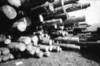 Image of sheet 19910700 photo 8: Während den Unwetttern von 1990 sind einige tausend Tonnen Holz gefallen. Hier wurde es neben der Passstrasse aufgeschichtet. Im Casino vom Kloster Disentis spielt Corin Curchellas mit Steve Agüelles und Stella Chiveshe und ihre Gruppe Earthquake. Graubünden Kanton Grisons 1991